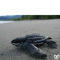 گونه لاکپشت چرمی Leatherback Turtle